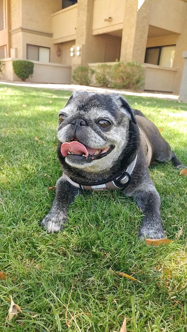 /images/uploads/pug nation rescue of los angeles/pugnation2024/entries/30782thumb.jpg